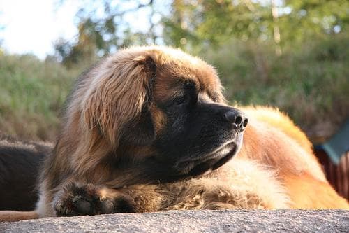 Leonberg