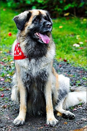 Leonberg