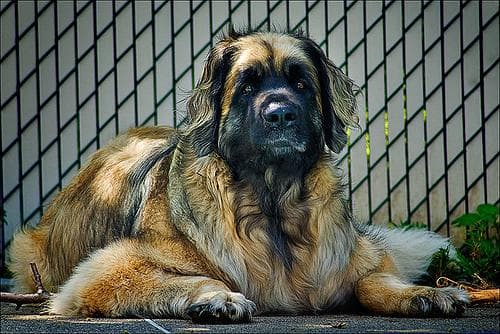 Leonberg