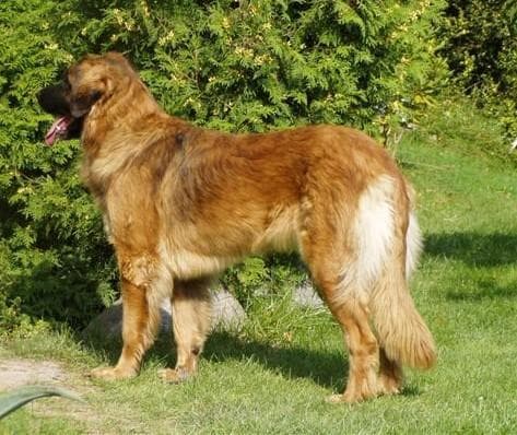 Leonberg