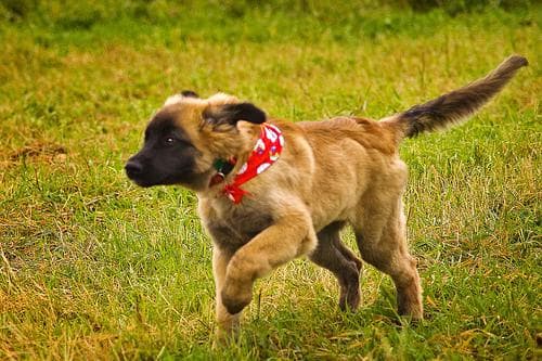 Leonberg