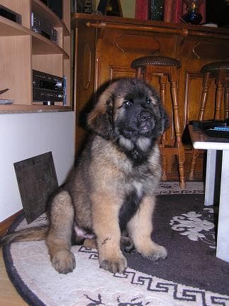 Leonberg