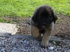 Leonberg