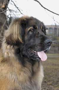 Leonberg