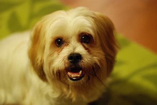Lhasa