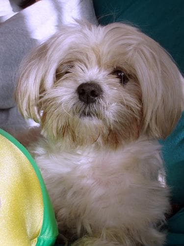 Lhasa
