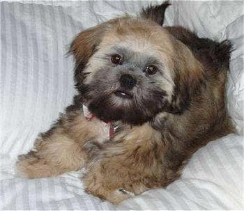 Lhasa
