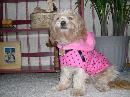 Lhasa