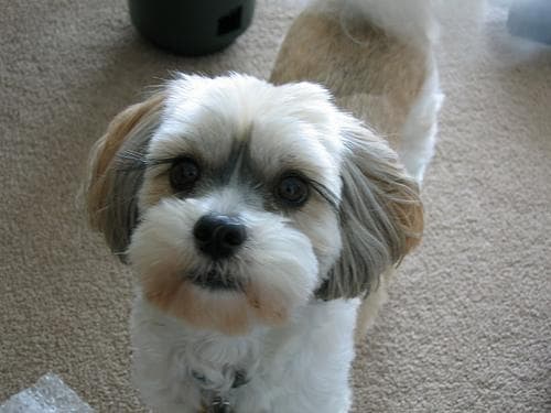 Lhasa