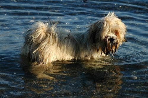 Lhasa