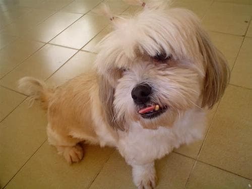 Lhasa