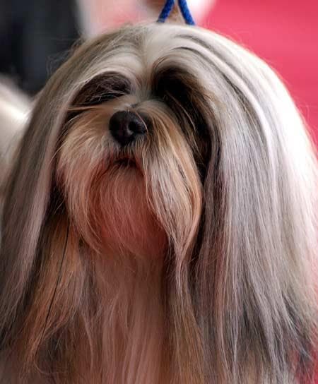 Lhasa