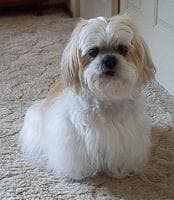 Lhasa