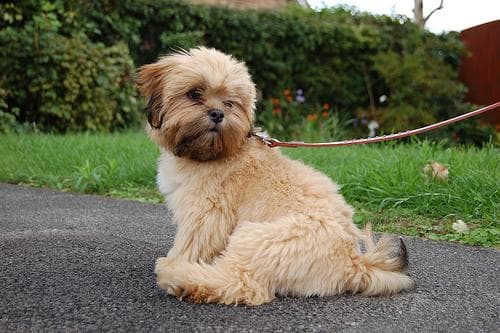 Lhasa