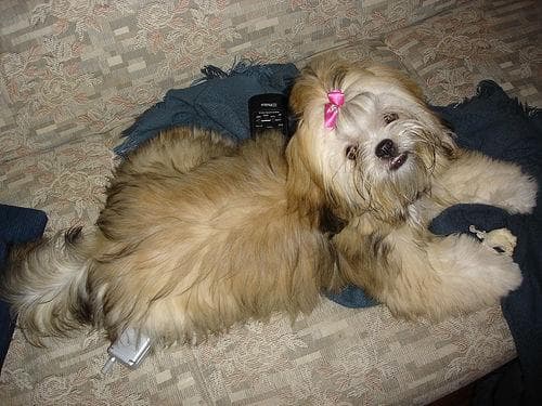 Lhasa