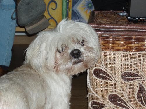 Lhasa
