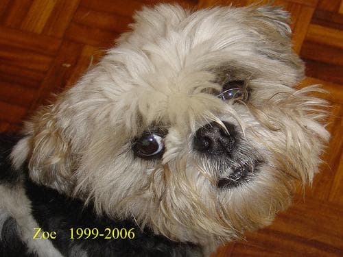 Lhasa