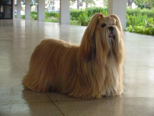 Lhasa