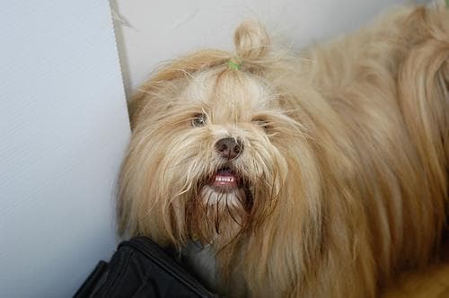 Lhasa