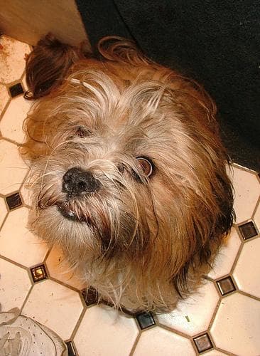 Lhasa