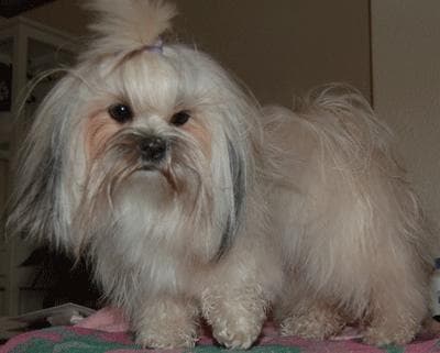 Lhasa