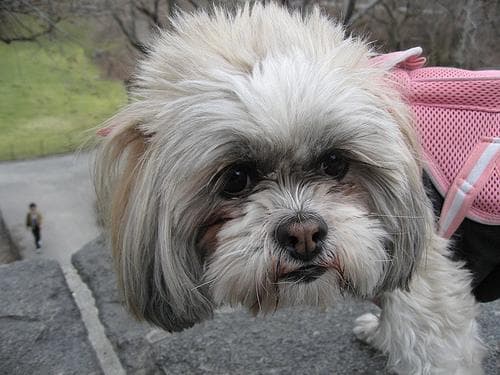 Lhasa