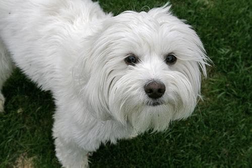 Lhasa