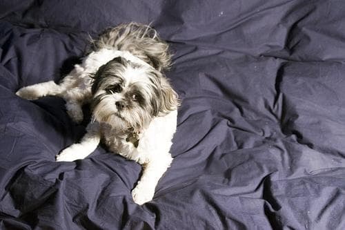 Lhasa