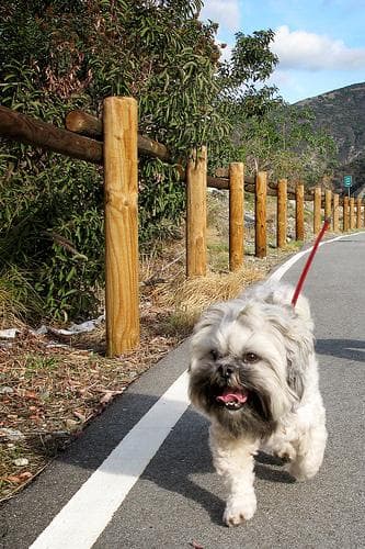 Lhasa