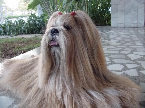 Lhasa