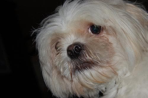 Lhasa