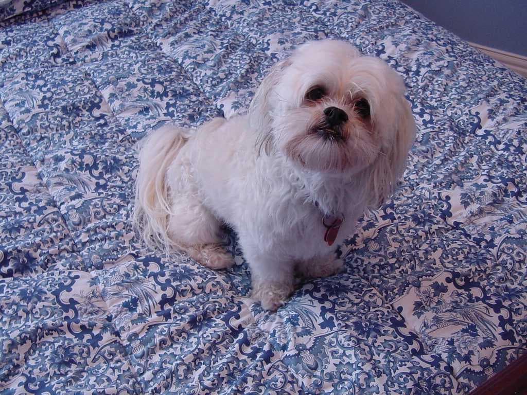 Lhasa