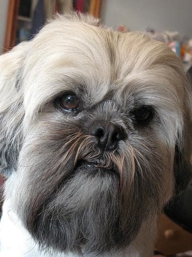 Lhasa