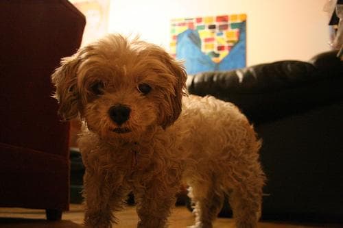 Lhasa