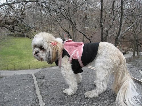 Lhasa