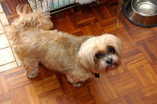 Lhasa