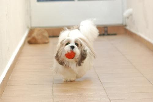 Lhasa