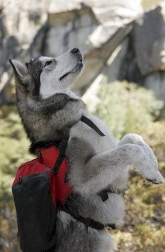 Malamute