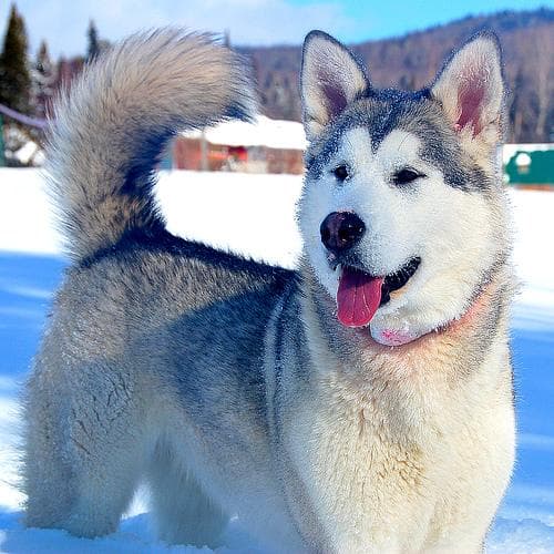 Malamute
