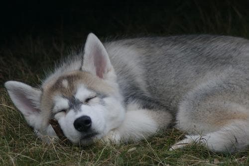 Malamute