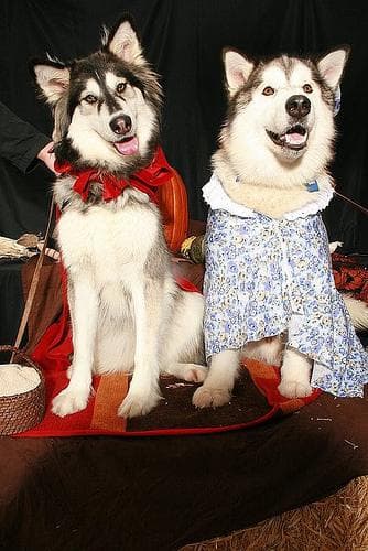 Malamute