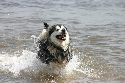 Malamute