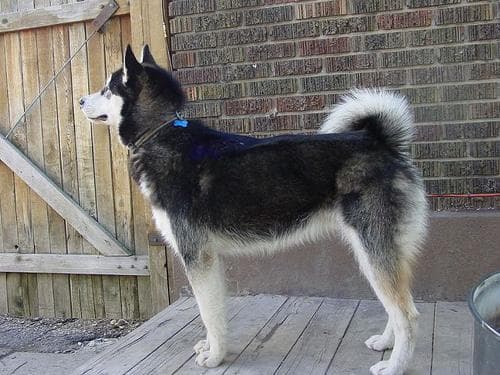 Malamute