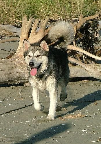 Malamute