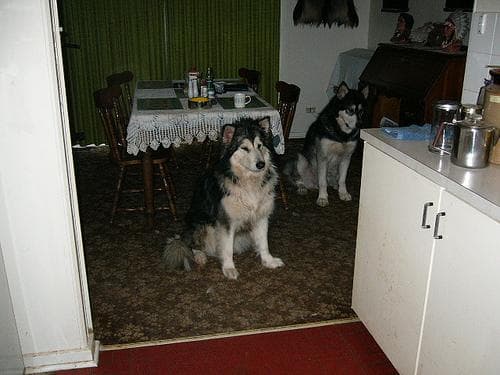 Malamute