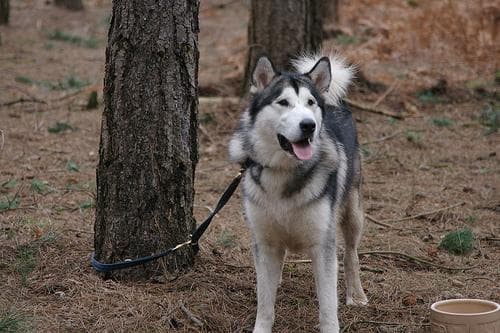 Malamute