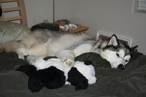 Malamute