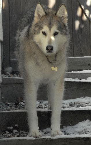 Malamute