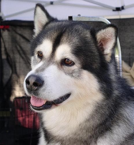 Malamute