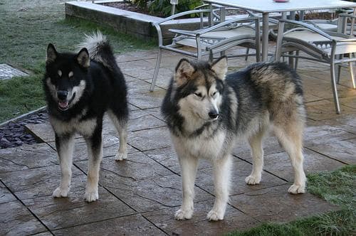 Malamute